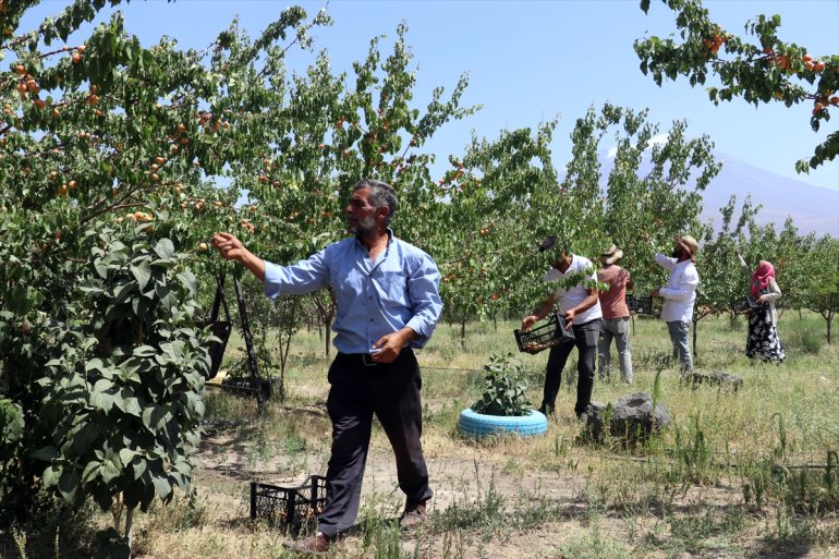 hizmet meyve de etmek - turizme Çorak AĞRI kurduğu bahçesiyle araziye istiyor 6