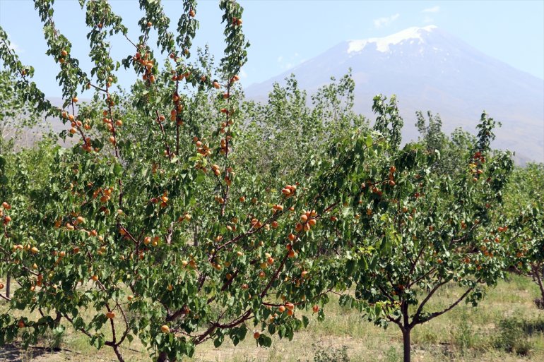 meyve bahçesiyle etmek hizmet araziye kurduğu Çorak de turizme AĞRI istiyor - 7