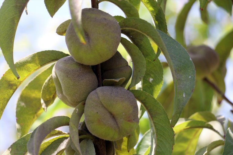 bahçesiyle Çorak kurduğu etmek istiyor turizme hizmet de araziye AĞRI - meyve 10