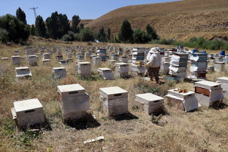 çiçeklerle tercih yaylalarını ediyor - arıcılar Ağrı üretimi için Ordulu bal AĞRI kaplı 14