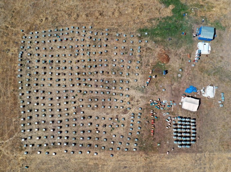 arıcılar için çiçeklerle bal Ordulu tercih AĞRI üretimi kaplı yaylalarını - Ağrı ediyor 17