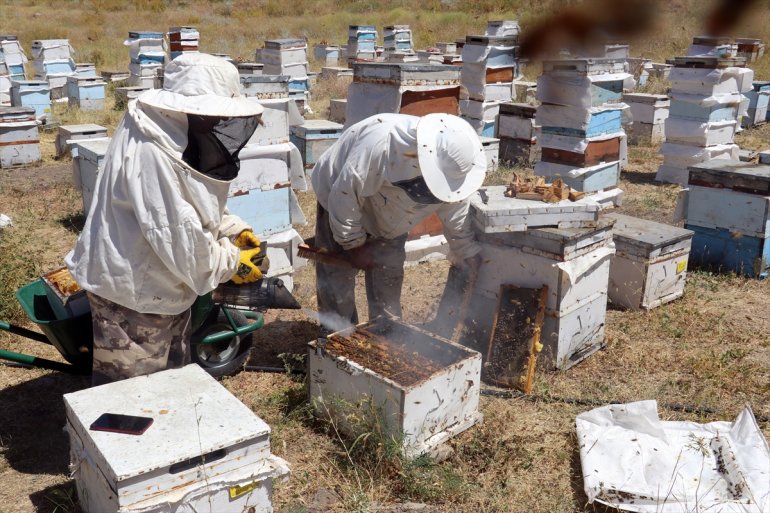 - çiçeklerle bal Ordulu arıcılar AĞRI yaylalarını tercih için Ağrı kaplı üretimi ediyor 4