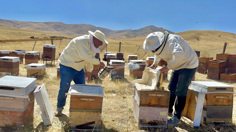 Ağrılı arıcıların tatlı hasat telaşı başladı11