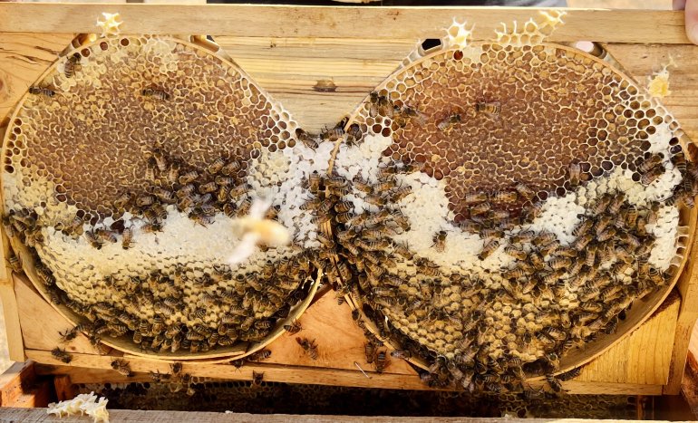 Ağrılı arıcıların tatlı hasat telaşı başladı3