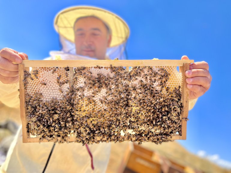 Ağrılı arıcıların tatlı hasat telaşı başladı4