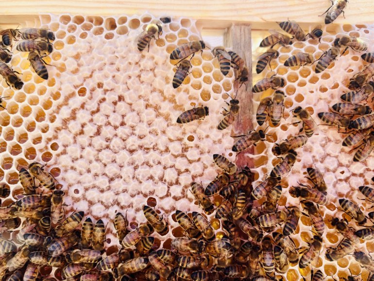 Ağrılı arıcıların tatlı hasat telaşı başladı5