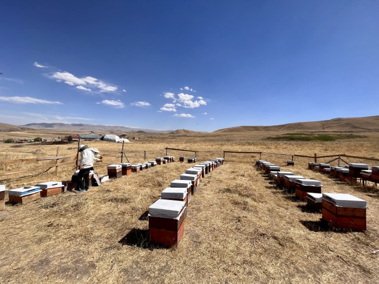 Ağrılı arıcıların tatlı hasat telaşı başladı6