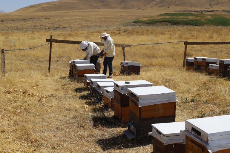 Ağrılı arıcıların tatlı hasat telaşı başladı7