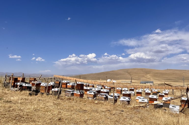 Ağrılı arıcıların tatlı hasat telaşı başladı8