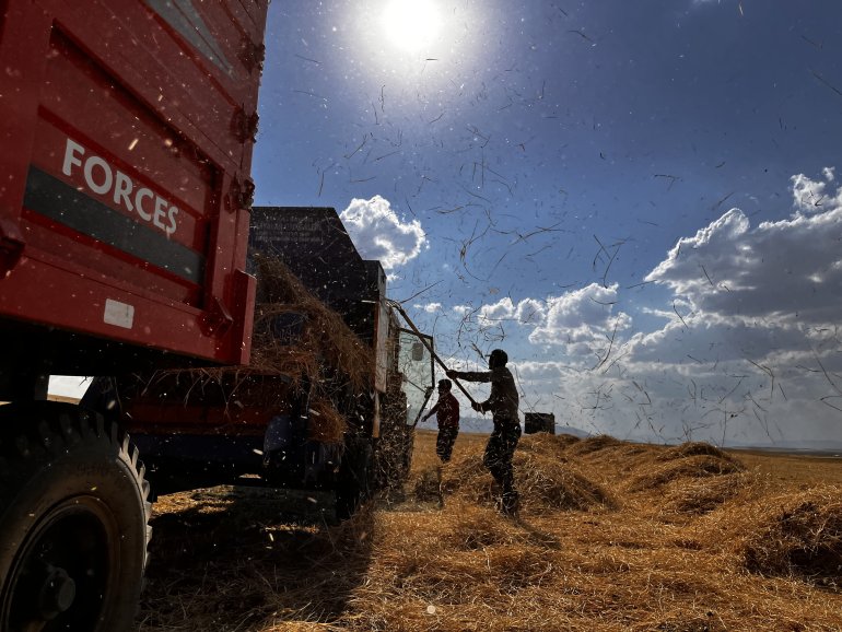 Ağrılı çiftçiler verim aldıkları topraklarda hasat yapmaya başladı1