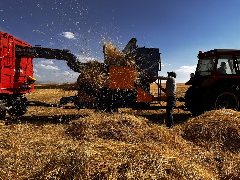 Ağrılı çiftçiler verim aldıkları topraklarda hasat yapmaya başladı2