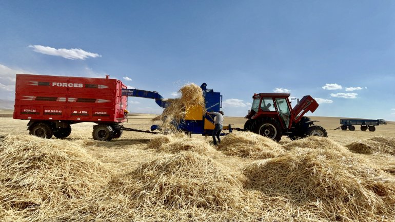 Ağrılı çiftçiler verim aldıkları topraklarda hasat yapmaya başladı3