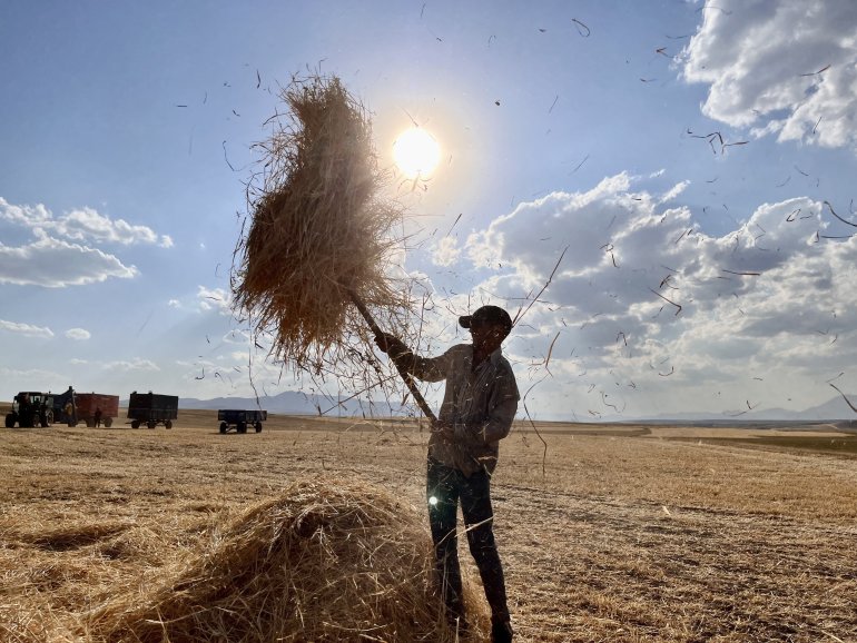 Ağrılı çiftçiler verim aldıkları topraklarda hasat yapmaya başladı5