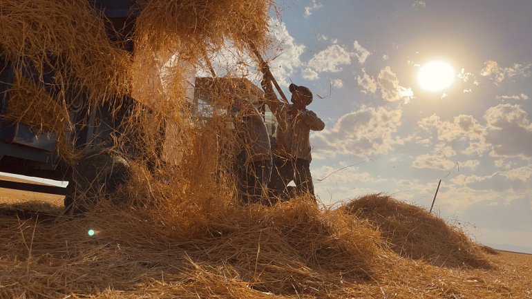 Ağrılı çiftçiler verim aldıkları topraklarda hasat yapmaya başladı6