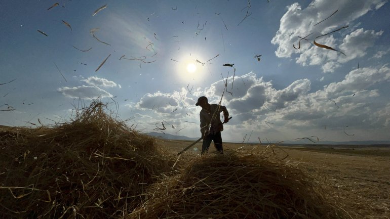Ağrılı çiftçiler verim aldıkları topraklarda hasat yapmaya başladı7