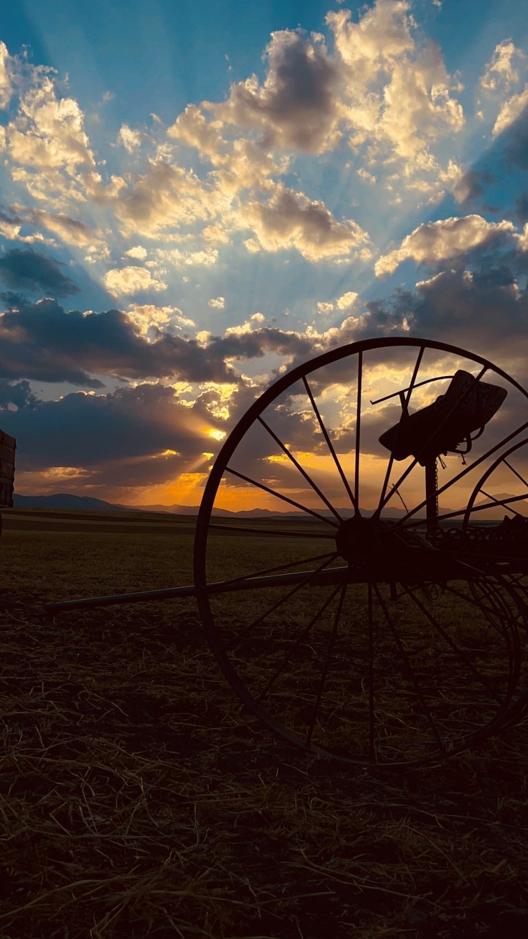 Ağrılı çiftçiler verim aldıkları topraklarda hasat yapmaya başladı9