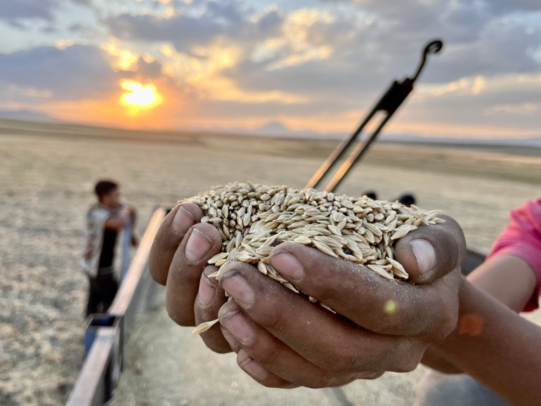Ağrılı çiftçiler verim aldıkları topraklarda hasat yapmaya başladı10