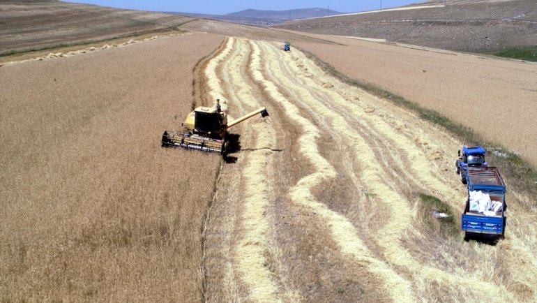Ardahan'da alternatif yem bitkisi tritikalenin üretimi yaygınlaşıyor