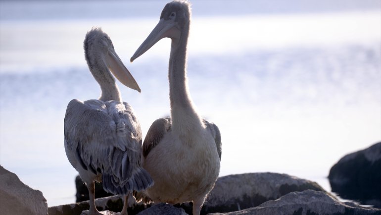 Çıldır Gölü'nde balıkla besleyip büyüttüğü pelikanlar yanından ayrılmıyor