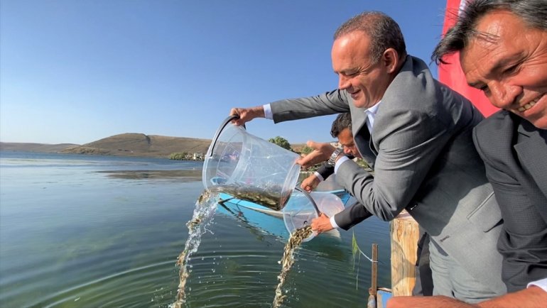 Ardahan'daki göllere 1 milyon 589 bin sazan yavrusu bırakıldı