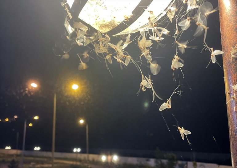 Ardahan'da vatandaşlar mayıs sineklerinin 'ölüm uçuşunu' izledi