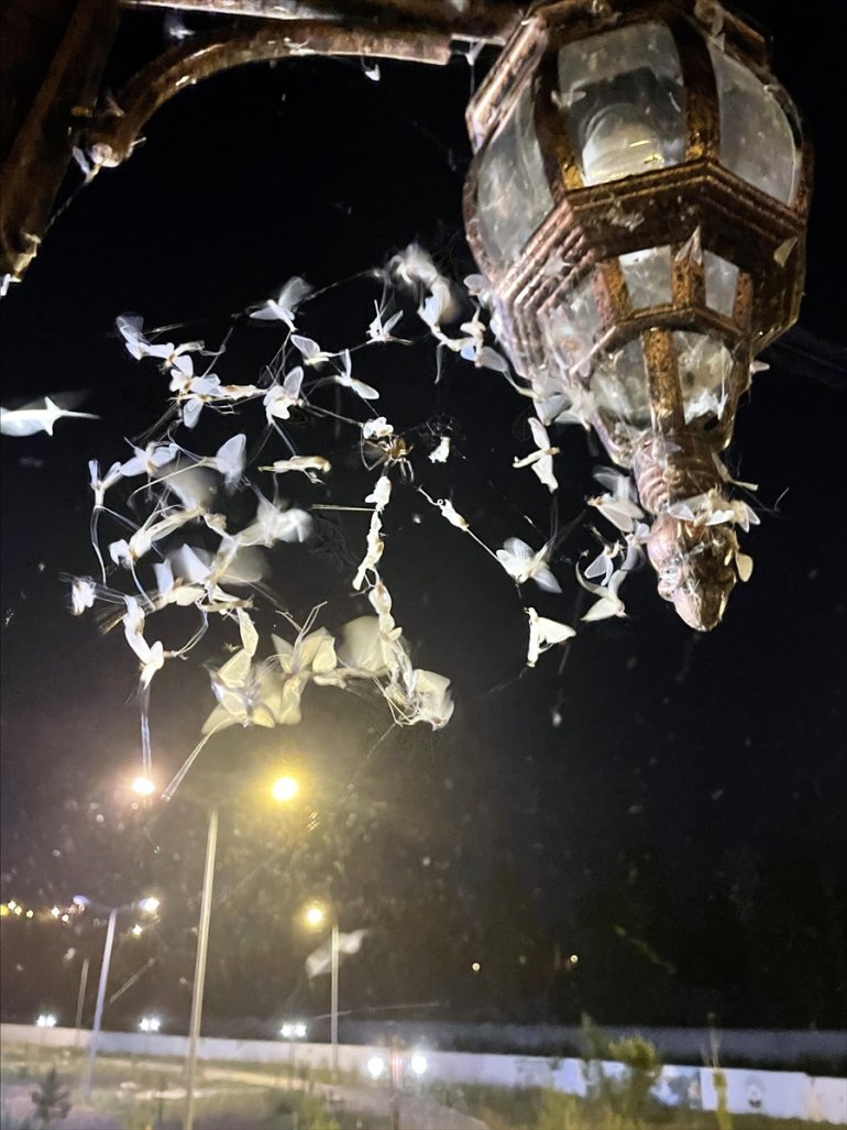 uçuşunu izledi Vatandaşlar ARDAHAN - mayıs ölüm sineklerinin 2