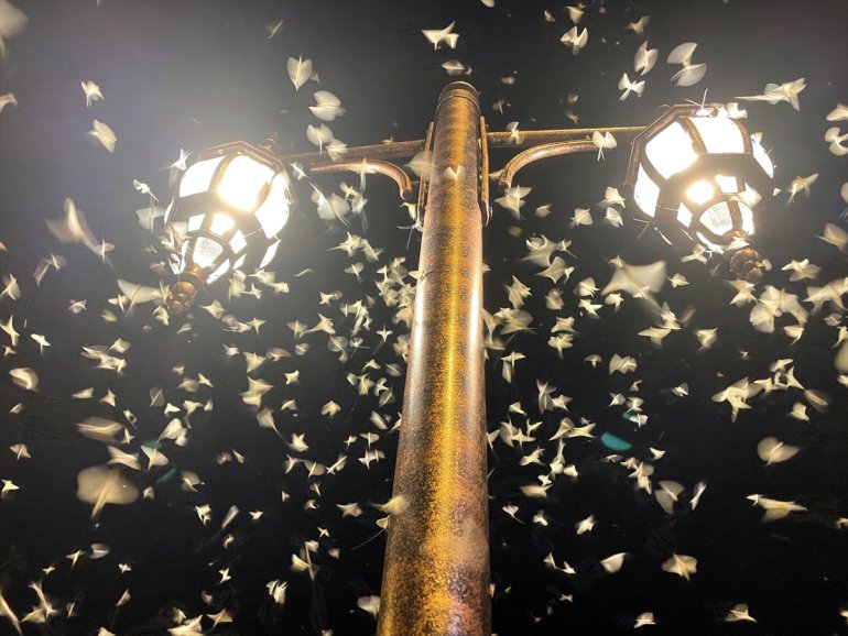 - Vatandaşlar mayıs ölüm uçuşunu ARDAHAN izledi sineklerinin 11