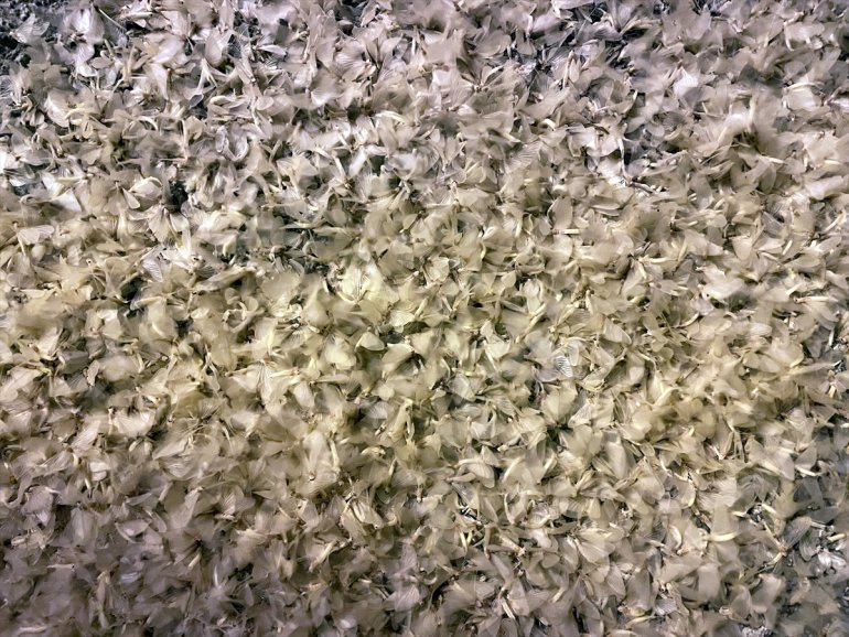 sineklerinin - Vatandaşlar mayıs izledi uçuşunu ARDAHAN ölüm 12