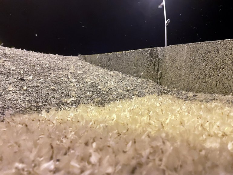 ARDAHAN uçuşunu izledi Vatandaşlar ölüm mayıs sineklerinin - 13