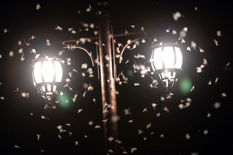 ölüm uçuşunu mayıs izledi - sineklerinin Vatandaşlar ARDAHAN 15