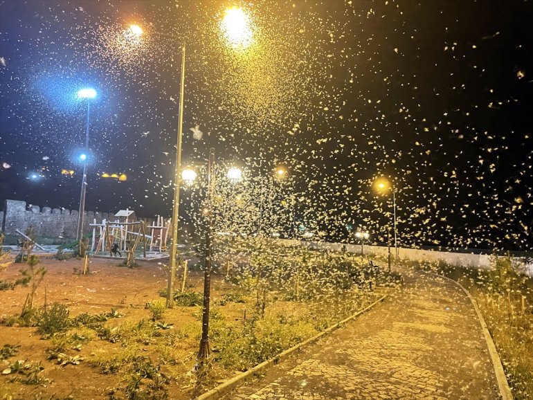 Vatandaşlar ARDAHAN uçuşunu mayıs izledi ölüm - sineklerinin 5