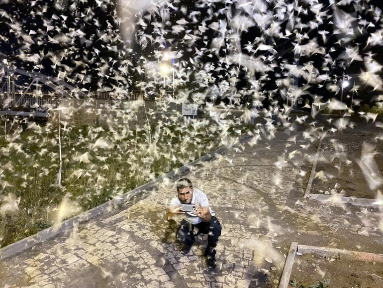 - mayıs Vatandaşlar sineklerinin ölüm uçuşunu izledi ARDAHAN 8