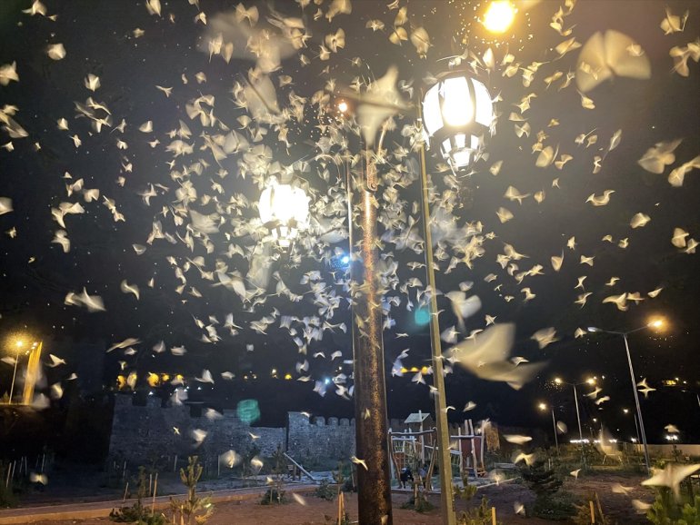 - mayıs ölüm sineklerinin ARDAHAN izledi uçuşunu Vatandaşlar 10