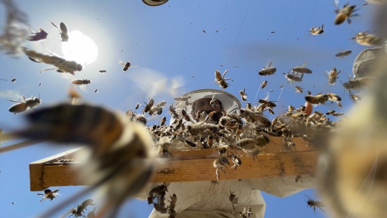 Baba ve çocukları verimli bal hasadı için arı gibi çalışıyor