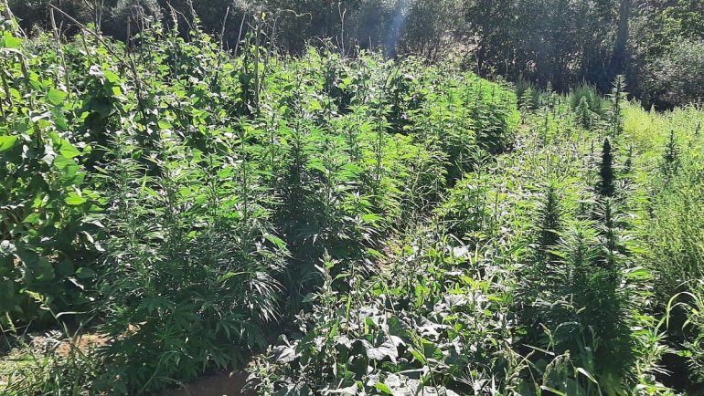 Bingöl'de 1 milyon 45 bin 720 kök Hint keneviri ele geçirildi