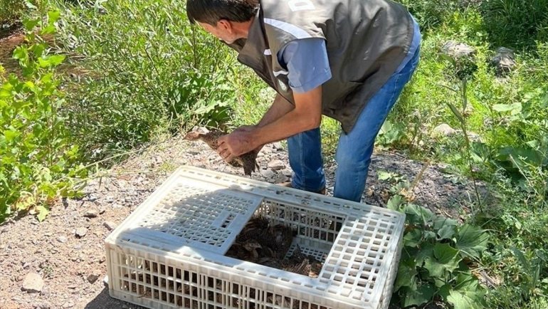 Bingöl'de doğaya 105 sülün salındı