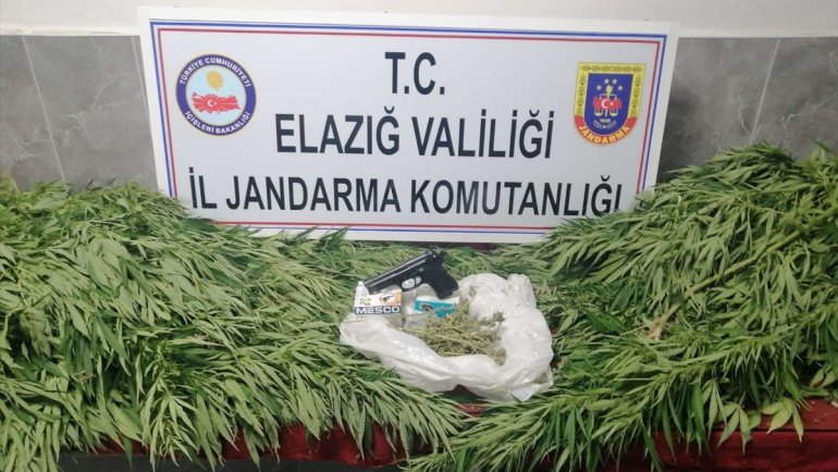 Elazığ'da bahçesinde ve evinin damında Hint keneviri yetiştiren şüpheli yakalandı