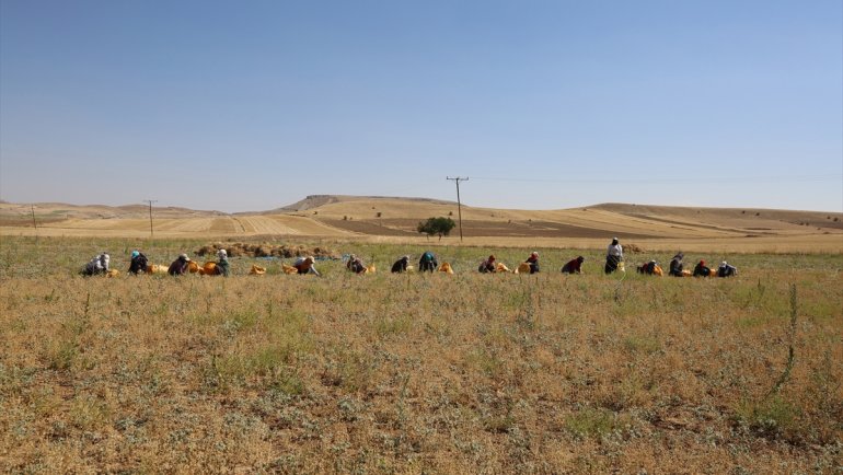 Elazığ'da kadınların bunaltıcı sıcakta çörek otu mesaisi
