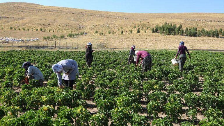 Elazığlı kadınlar ekmeklerini devletin tahsis ettiği arazide kazanıyor