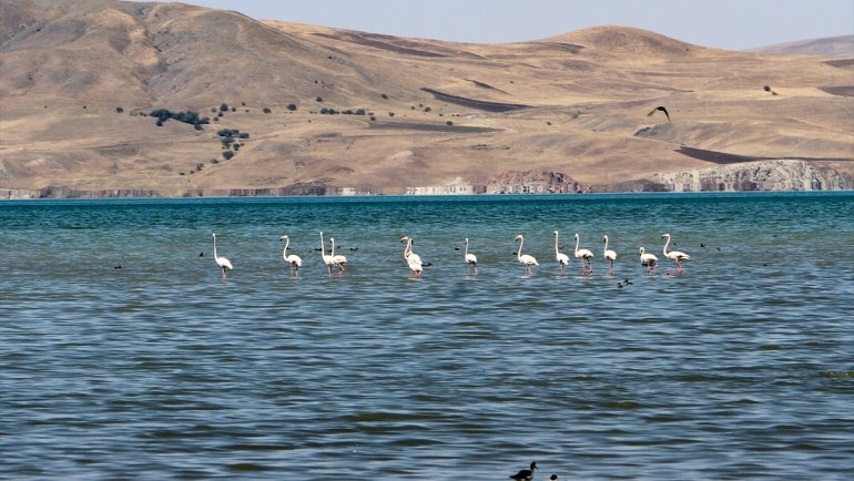 Erçek Gölü flamingolara ev sahipliği yapıyor