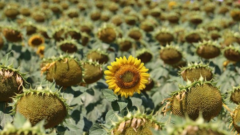 Erzincan'da çiftçiler devletin tohum desteğiyle yağlık ayçiçeği üretimine başladı