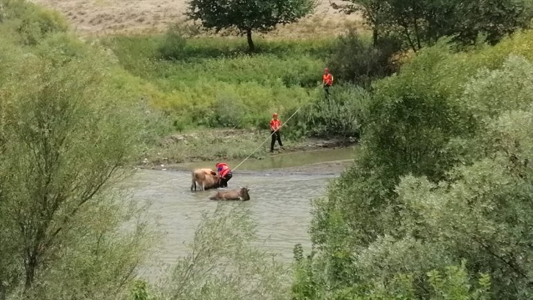 Erzincan'da nehirdeki çamura batan iki ineği AFAD kurtardı