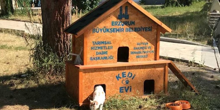 Erzurum belediyesince sokakta yaşayan kediler için 68 ev kuruldu