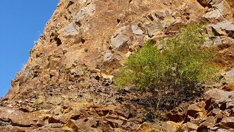 Erzurum'da yaban keçileri görüntülendi