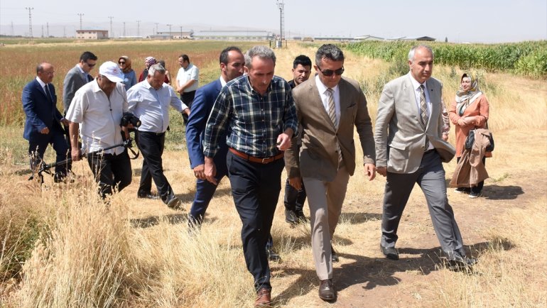 Erzurum'da ekimi yapılan karabuğdayın hasadına başlandı