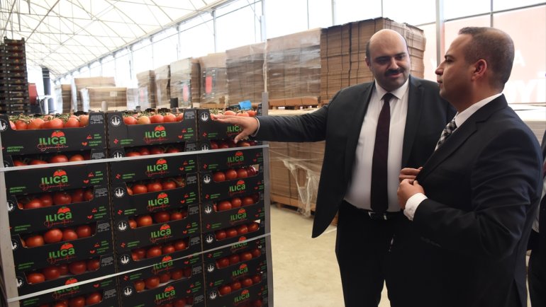 Jeotermal kaynakla üretilen domates, Tarım Kredi Kooperatif marketlerinde satılacak