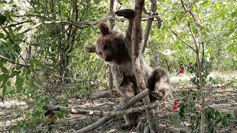Hakkari'de tele takılarak yaralanan ayı tedavisinin ardından doğaya salındı