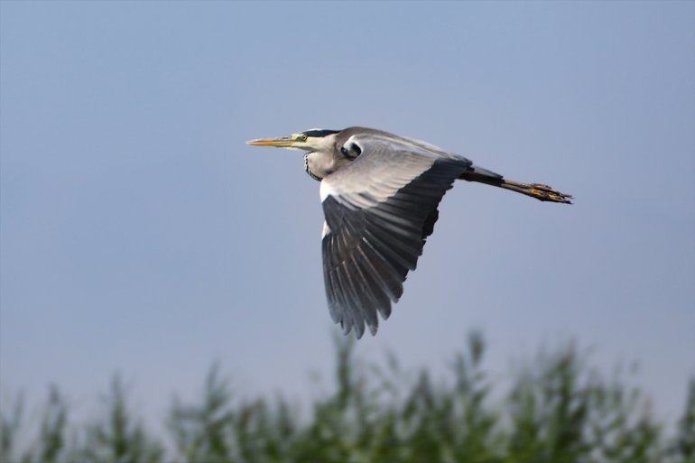 IĞDIR hayat veriyor Dağı