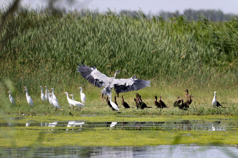hayat milli Ağrı veriyor sahip buzullar parka - kurak iklime IĞDIR Dağı