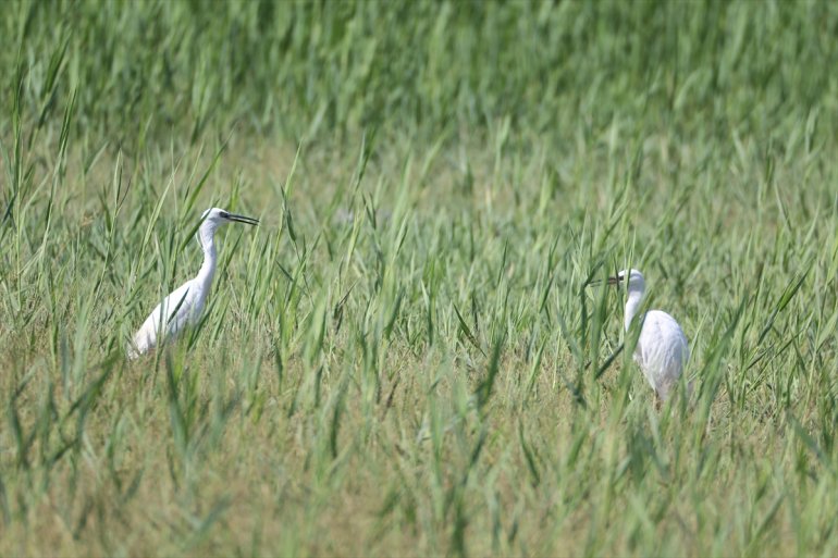 buzullar kurak Ağrı - hayat IĞDIR parka Dağı